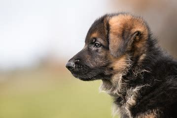 With so many gsd breeders that you can find here in our dog which purebred breeders in the dog breeder directories from mygermanshepherd.org are the best german shepherd breeders? Dog Breeders in Ghana / Puppies For Sale in Ghana