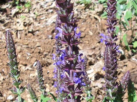 Salvia Superba Blue Queen Victorian Salvia Study Group