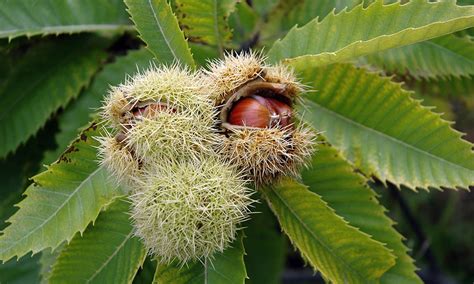 Medicinal Use Of Horse Chestnut Aesculus Hippocastanum Sapindaceae