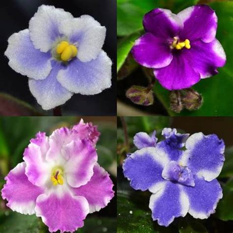 African flowers are famous for their bright colors and hardiness. What are the Different Color Patterns of African Violet ...