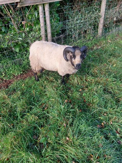 Approved Shearling Ram For Sale Shetland Sheep Society