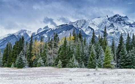 Snowy Pine Forest By The Rocky Mountains Wallpaper Nature Wallpapers
