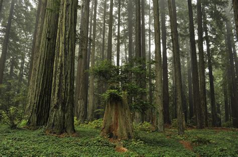 The Mightiest Huckleberry Bush Among The Redwood Giants Humboldt Ca
