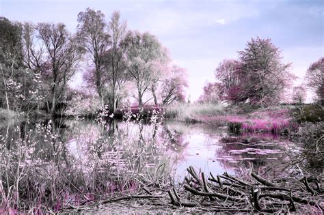 The Pink Forest Surreal Digital Painting Or Illustration For Sale By