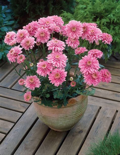 Quantock Chrysanthemum Plant Collection From Woolmans