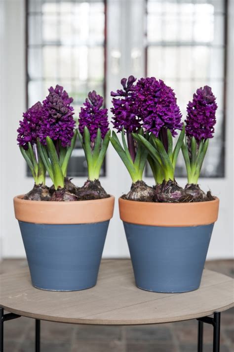 Forcing Bulbs Your Guide To Growing Bulbs Indoors