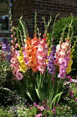 Photos of Pictures Of Gladiolus Flowers
