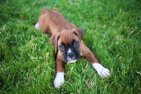 Layla The Boxer Puppy Boxer Puppy Boxer Dogs Boxer