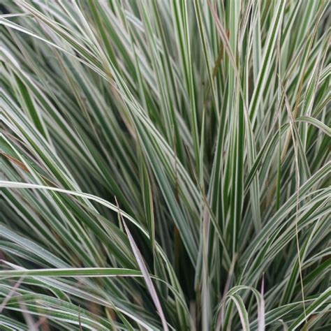 ‘overdam Variegated Feather Reed Grass Grown By Overdevest