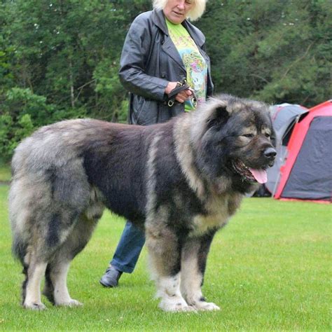 The cheapest offer starts at £800. Top Dog Toys for Caucasian Shepherd Dog | Caucasian ...