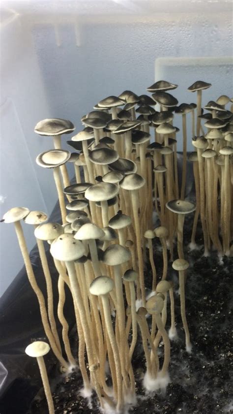 Panaeolus Tropicalis Cubensis Spore Syringes And Magic Mushroom Grow
