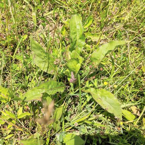 Plantain How To Identify And Use This Edible Weed Survival Sullivan