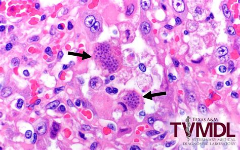 Pulmonary Toxoplasmosis Diagnosed In A Young Cat Texas Aandm Veterinary