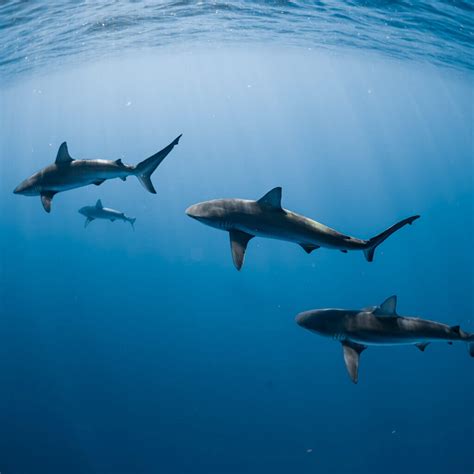 Sharks Of The Hawaiian Waters Hawaii Adventure Diving