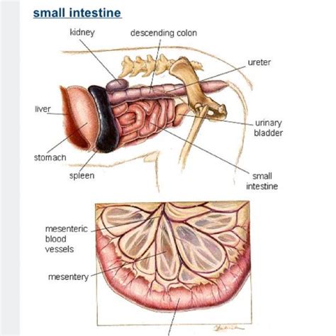 Small Intestine Dog Vet Medicine Dog Anatomy