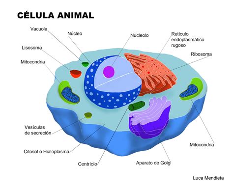 Cuerpo Humano Dibujos De La Celula Animal Y Sus Partes