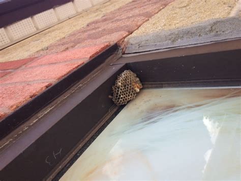 Wasp control are wasps aggressive? Action Pest Control: Inspect, Identify; Eliminate ...