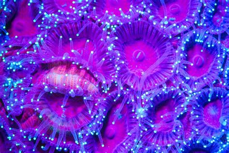 Photographer Simon Pierce Captures Mysteriuos Neon Creatures Of The Sea