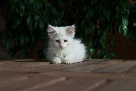 White Norwegian Forest Cat