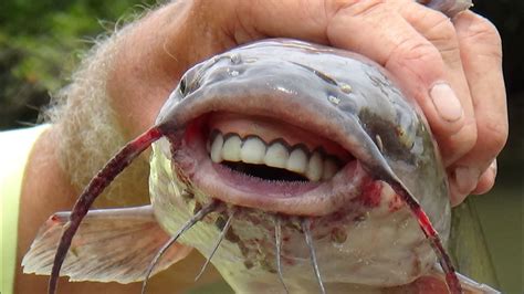 They usually erupt when a child is around as mentioned earlier, many animals have canine teeth. CATFISH WITH HUMAN TEETH ? - YouTube