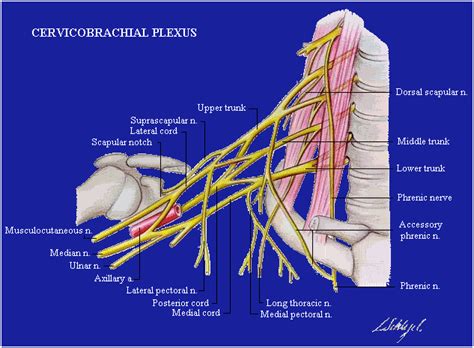 Holladay Physical Medicine Plexus Products Brachial Brachial Plexus