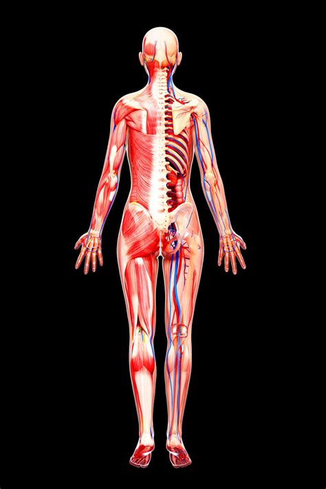 Female Anatomy Human Body Classroom Educational Chart Poster X Inch