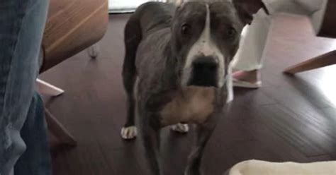 Elijah A Severely Abused Pit Bull Used As Bait Dog Finds His Forever