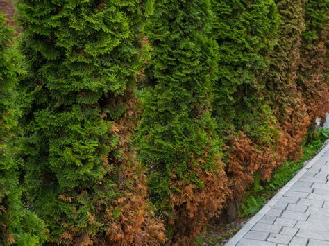 How To Tell If My Arborvitae Is Dying 3 Clear Signs My Backyard Life