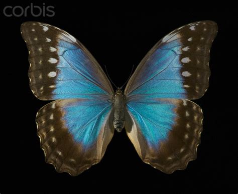 Female Blue Morpho Butterfly Pic 2 Biological Science Picture