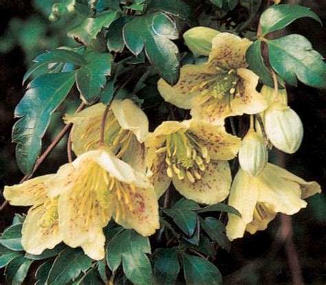 Protect your vines from freezing and frost. Winter Flowering - Cirrhosa & Evergreen | PriorsWood Clematis