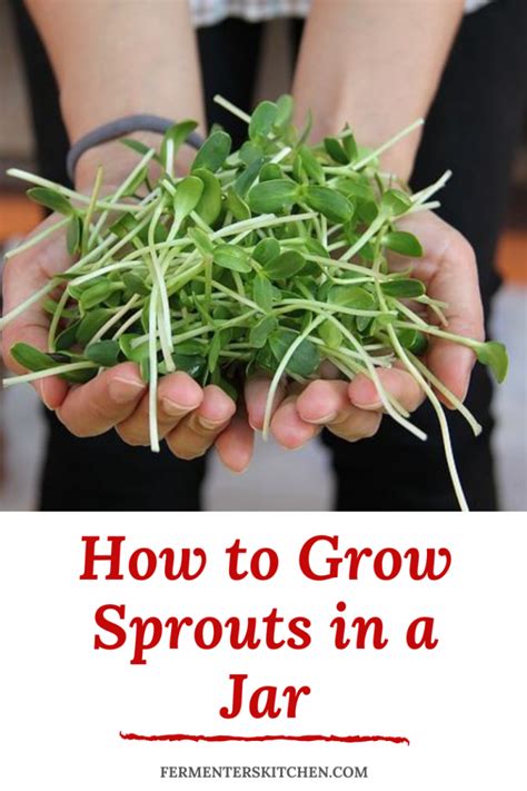 Sprouting Seeds In A Jar A Simple Guide Fermenters Kitchen