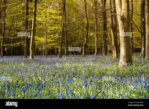English Landscape With Forecast In Spring And Bluebells Flowers