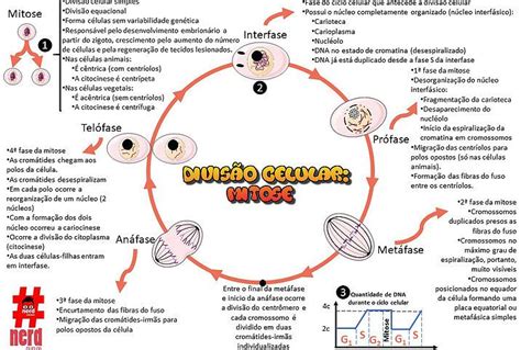 Mapas Mentais Biologia Mitose Ciclo Celular Genética Resumo