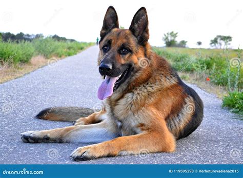 German Shepherd On A Walk In The Park Walks By Command And Serves Stock