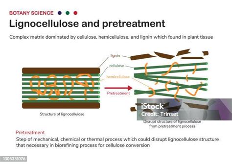Le Diagramme Botanique Montre La Structure De La Lignocellulose Dans La Biomasse Et Le