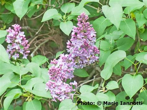 How And When To Prune Lilacs Lilac Bushes Prune Lilac Bush Lilac