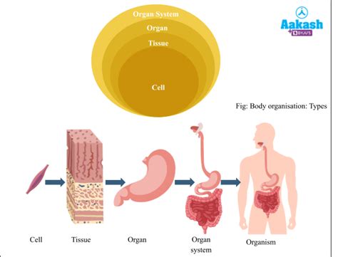 Levels Of Organization Classification Examples And Digestive System Aesl