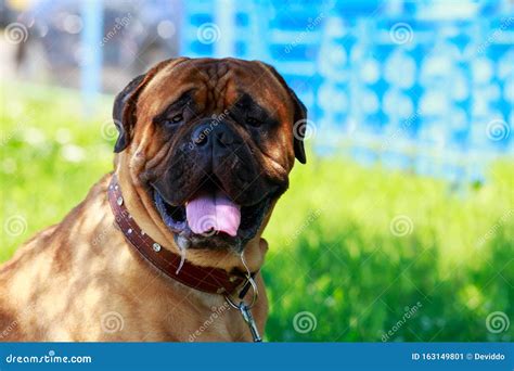 Dog Breed Bullmastiff Stock Image Image Of Summer Outdoors 163149801