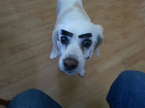 31 Dogs With Eyebrows Pictures Huffpost