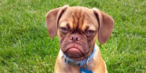 Earl The Grumpy Puppy Is An Angry Puggle With A Heart Of Gold Huffpost Uk