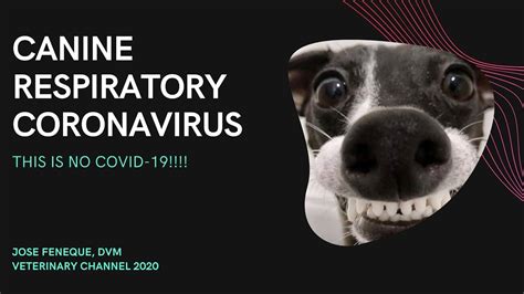Veterinarian Explains Canine Respiratory Coronavirus Crcov