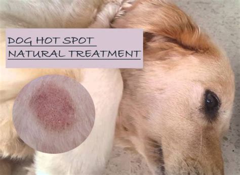 15 Natural Home Remedies For Dog Hot Spot Treatment