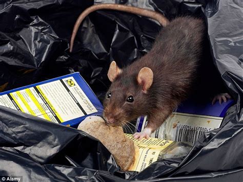 New York Does Not Have As Many Rats As People But Has 2 Million