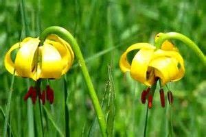 Dünyanın en büyük fikir koleksiyonu olan pinterest'te, flower pin adlı kullanıcının (flowerpin034) neler keşfettiğini görün. Image result for bosnia lilies | Lily pictures, Flowers ...