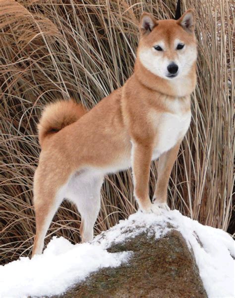 Shiba Inu Dog Breed