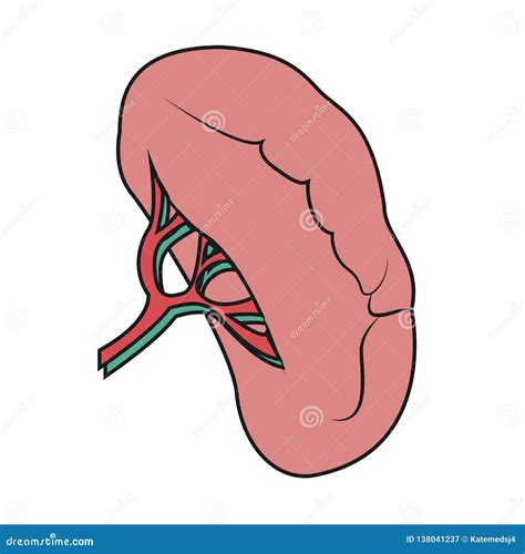 Spleen Illustration Drawing Of Spleen Stock Illustration
