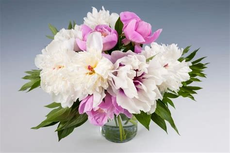 Peony Flower Meaning And Symbolism You Should Know Flower Glossary