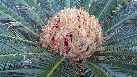 How To Determine If A Cycad Seed Is Viable