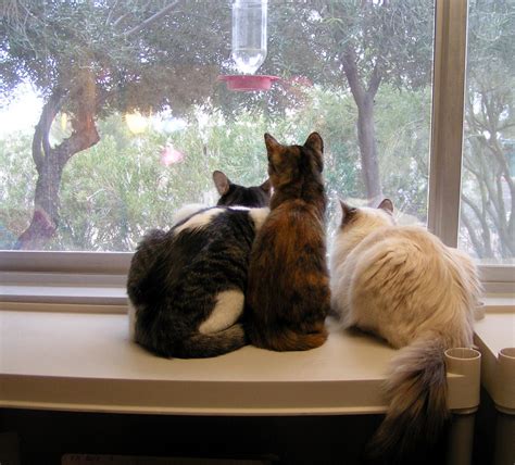 Kls Sonoran Nature Journal Indoor Cats In An Outdoor World