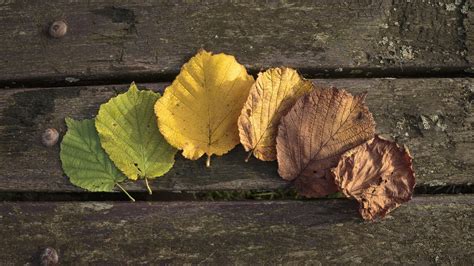 2560x1440 Leaves Wood Wooden Surface Wallpaper Coolwallpapersme